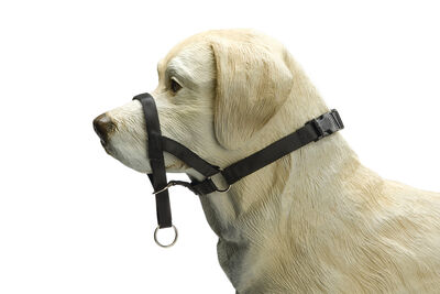 Beeztees Köpek Eğitim Tasması, Baş Kontrollu, Siyah, XS