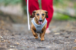 Beeztees Köpek Göğüs Tasması, Neopren, Gri, S, 38-44cm - 6