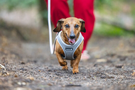 Beeztees Köpek Göğüs Tasması, Neopren, Gri, S, 38-44cm - 6