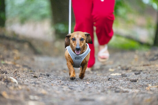 Beeztees Köpek Göğüs Tasması, Neopren, Gri, S, 38-44cm - 7