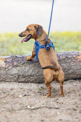 Beeztees Köpek Göğüs Tasması, Neopren, Mavi, XS, 30-35cm - Thumbnail