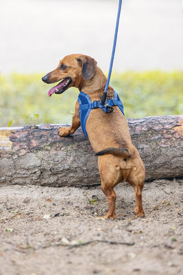 Beeztees Köpek Göğüs Tasması, Neopren, Mavi, XS, 30-35cm