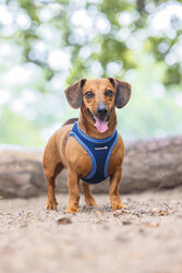 Beeztees Köpek Göğüs Tasması, Neopren, Mavi, XS, 30-35cm - Thumbnail