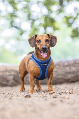 Beeztees Köpek Göğüs Tasması, Neopren, Mavi, XS, 30-35cm