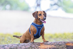 Beeztees Köpek Göğüs Tasması, Neopren, Mavi, XS, 30-35cm - Thumbnail