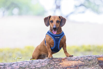 Beeztees Köpek Göğüs Tasması, Neopren, Mavi, XS, 30-35cm