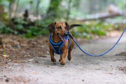 Beeztees Köpek Göğüs Tasması, Neopren, Mavi, XS, 30-35cm - Thumbnail