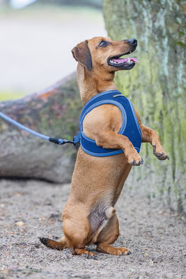 Beeztees Köpek Göğüs Tasması, Neopren, Mavi, XS, 30-35cm