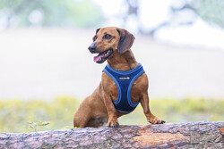 Beeztees Köpek Göğüs Tasması, Neopren, Mavi, XS, 30-35cm - Thumbnail