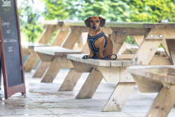 Beeztees Köpek Göğüs Tasması, Neopren, Siyah, S, 38-44cm - 5