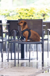 Beeztees Köpek Göğüs Tasması, Neopren, Siyah, S, 38-44cm - 6