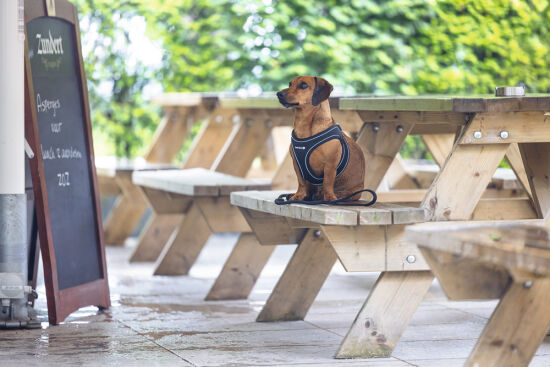 Beeztees Köpek Göğüs Tasması, Neopren, Siyah, S, 38-44cm - 8