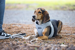 Beeztees Köpek Göğüs Tasması, Neopren, Yeşil, M, 41-46cm - Thumbnail