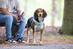 Beeztees Köpek Göğüs Tasması, Neopren, Yeşil, M, 41-46cm - Thumbnail