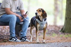Beeztees Köpek Göğüs Tasması, Neopren, Yeşil, M, 41-46cm - Thumbnail