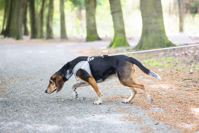 Beeztees Köpek Göğüs Tasması, Neopren, Yeşil, M, 41-46cm