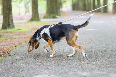 Beeztees Köpek Göğüs Tasması, Neopren, Yeşil, M, 41-46cm