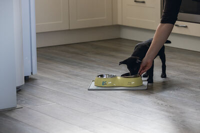 Beeztees Köpek İkili Mama ve Su Kabı, Paslanmaz Çelik, Sarı, 34x17,5cm, 2x350ml