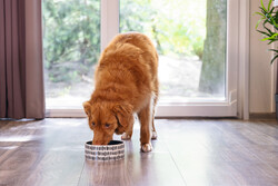 Beeztees Köpek Mama Su Kabı, Seramik, Yeşil Beyaz, 18cm, 1200ml - 2