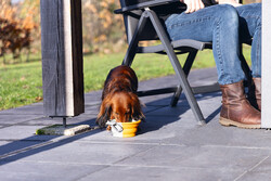 Beeztees Köpek Mama ve Su Kabı, Teleskopik, Turuncu, Silikon, 15,5cm, 750ml - 2