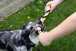 Beeztees Köpek Oyuncağı, Diş İpi, Dört Düğümlü, 40x5,5x4,55cm, 140gr - Thumbnail