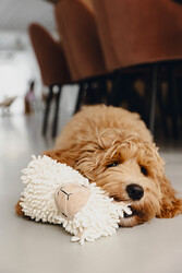 Beeztees Köpek Oyuncağı, Koyun, Peluş, Beyaz, 26x6x21cm - Thumbnail
