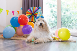 Beeztees Köpek Oyuncağı, Parti Balonu, Peluş, Mavi, 39x13x7,5cm - Thumbnail