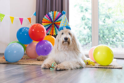 Beeztees Köpek Oyuncağı, Parti Balonu, Peluş, Mavi, 39x13x7,5cm