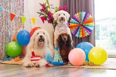 Beeztees Köpek Oyuncağı, Parti Balonu, Peluş, Mavi, 39x13x7,5cm