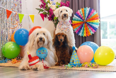 Beeztees Köpek Oyuncağı, Parti Balonu, Peluş, Mavi, 39x13x7,5cm