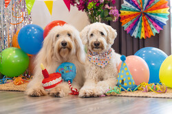 Beeztees Köpek Oyuncağı, Parti Balonu, Peluş, Mavi, 39x13x7,5cm - Thumbnail