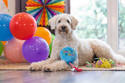 Beeztees Köpek Oyuncağı, Parti Balonu, Peluş, Mavi, 39x13x7,5cm - Thumbnail