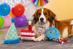 Beeztees Köpek Oyuncağı, Parti Balonu, Peluş, Mavi, 39x13x7,5cm - Thumbnail