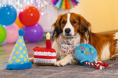 Beeztees Köpek Oyuncağı, Parti Balonu, Peluş, Mavi, 39x13x7,5cm