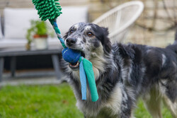 Beeztees Köpek Oyuncağı, Tut Getir Tenis Toplu, Peluş, Mavi-Yeşil, 90x10x6cm - Thumbnail