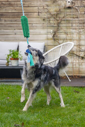 Beeztees Köpek Oyuncağı, Tut Getir Tenis Toplu, Peluş, Mavi-Yeşil, 90x10x6cm - Thumbnail