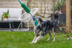 Beeztees Köpek Oyuncağı, Tut Getir Tenis Toplu, Peluş, Mavi-Yeşil, 90x10x6cm - Thumbnail