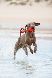 Beeztees Köpek Oyuncağı, Yüzen, Şamandıra, TPR, Kırmızı, 28x13x8cm - 3