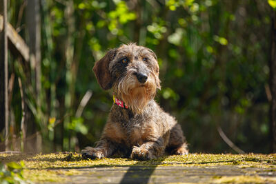 Beeztees Köpek Tasması, Pembe, 26-40cm, 15mm - 2