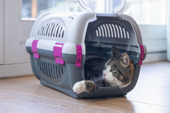 Beeztees Köpek veya Kedi Taşıma Kabı, Gri/Pembe, 51x34,5x33cm - 3