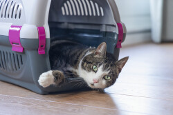 Beeztees Köpek veya Kedi Taşıma Kabı, Gri/Pembe, 51x34,5x33cm - 4