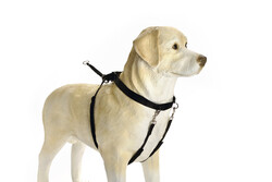 Beeztees - Beeztees Köpek Yürüyüş Eğitim ve Düzeltme Tasması, S