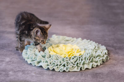 Beeztees Yavru Kedi Oyuncağı, Ödül Saklama, 38x38x3cm Beeztees Yavru Kedi Oyuncağı, Ödül Saklama, 38x38x3cm