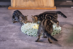 Beeztees Yavru Kedi Oyuncağı, Ödül Saklama, 38x38x3cm - Thumbnail