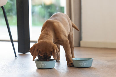 Beeztees Yavru Köpek Mama Su Kabı, Paslanmaz Çelik, Kaymaz Taban, Turkuaz, 13cm, 470ml - 2