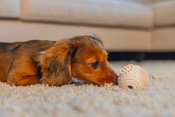 Beeztees Yavru Köpek Oyuncağı, Diş Kaşıma ve Masaj Topu, Kauçuk, Pembe, 5cm - 2