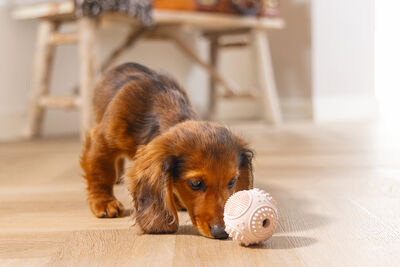 Beeztees Yavru Köpek Oyuncağı, Diş Kaşıma ve Masaj Topu, Kauçuk, Pembe, 5cm - 5