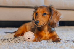 Beeztees Yavru Köpek Oyuncağı, Diş Kaşıma ve Masaj Topu, Kauçuk, Pembe, 5cm - 6