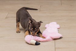 Beeztees Yavru Köpek Oyuncağı, Flamingo, Peluş, Pembe, 72x27x5cm - 3