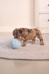 Beeztees Yavru Köpek Oyuncağı, Top, Peluş, Mavi, 10cm - Thumbnail